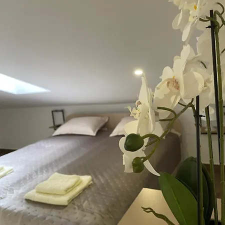 Joy 6 Белград